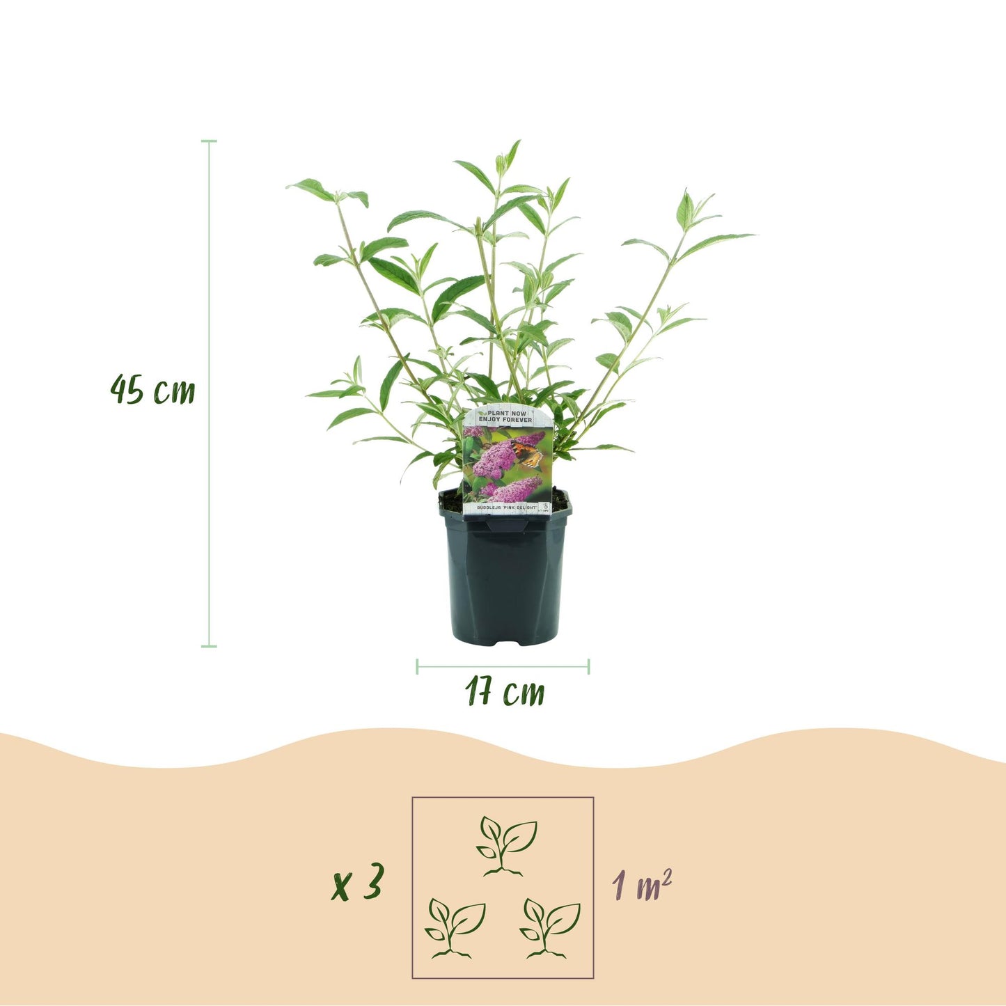 Tuinplant - Buddleja davidii Pink Delight - Vlinderstruik - Winterhard - Roze - 3 Planten - Pot 17cm - Hoogte 45cm