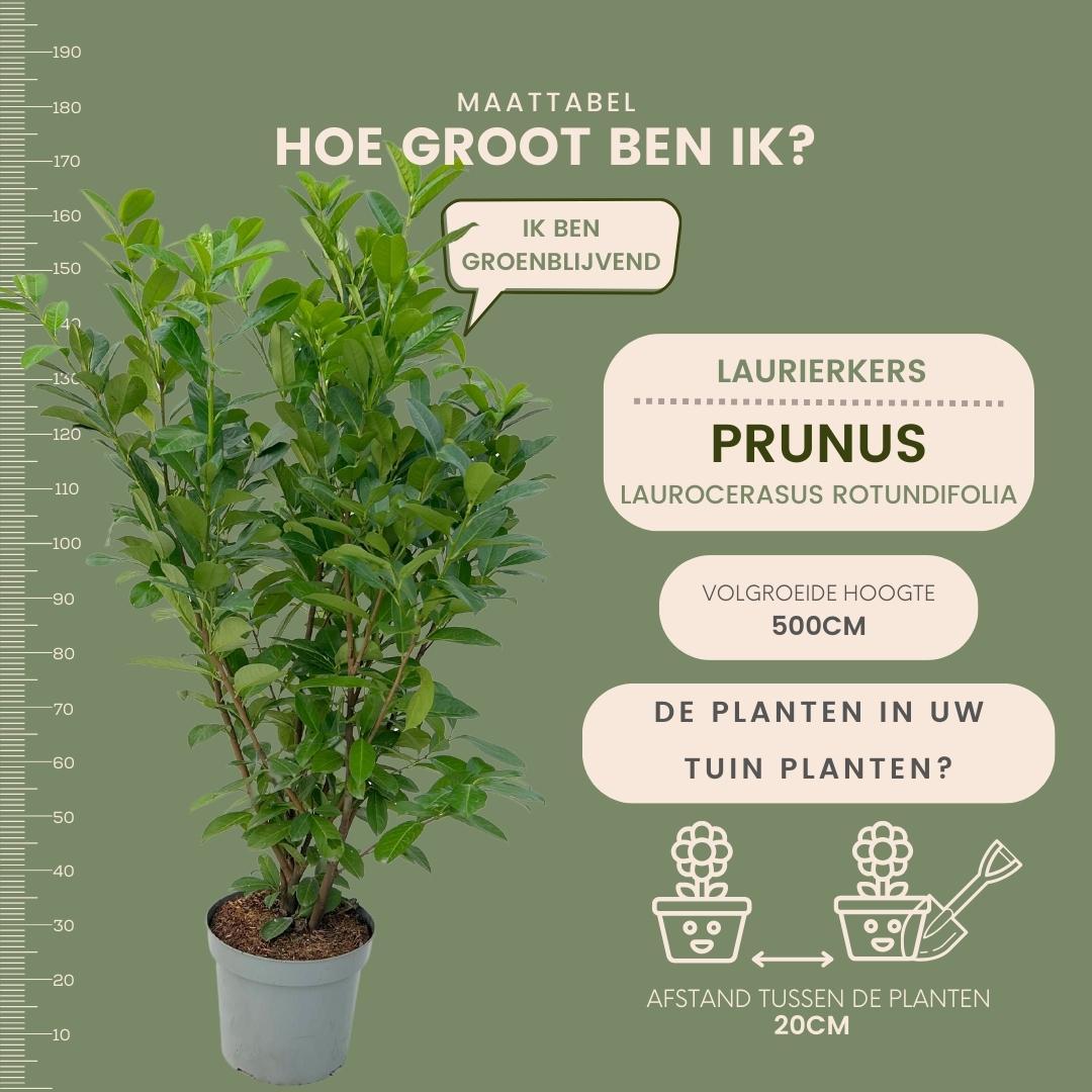 Large Cherry Laurel Plants Rotundifolia for 10 linear metres of hedge length | - 15L - 20x | ↨ 125-150 cm