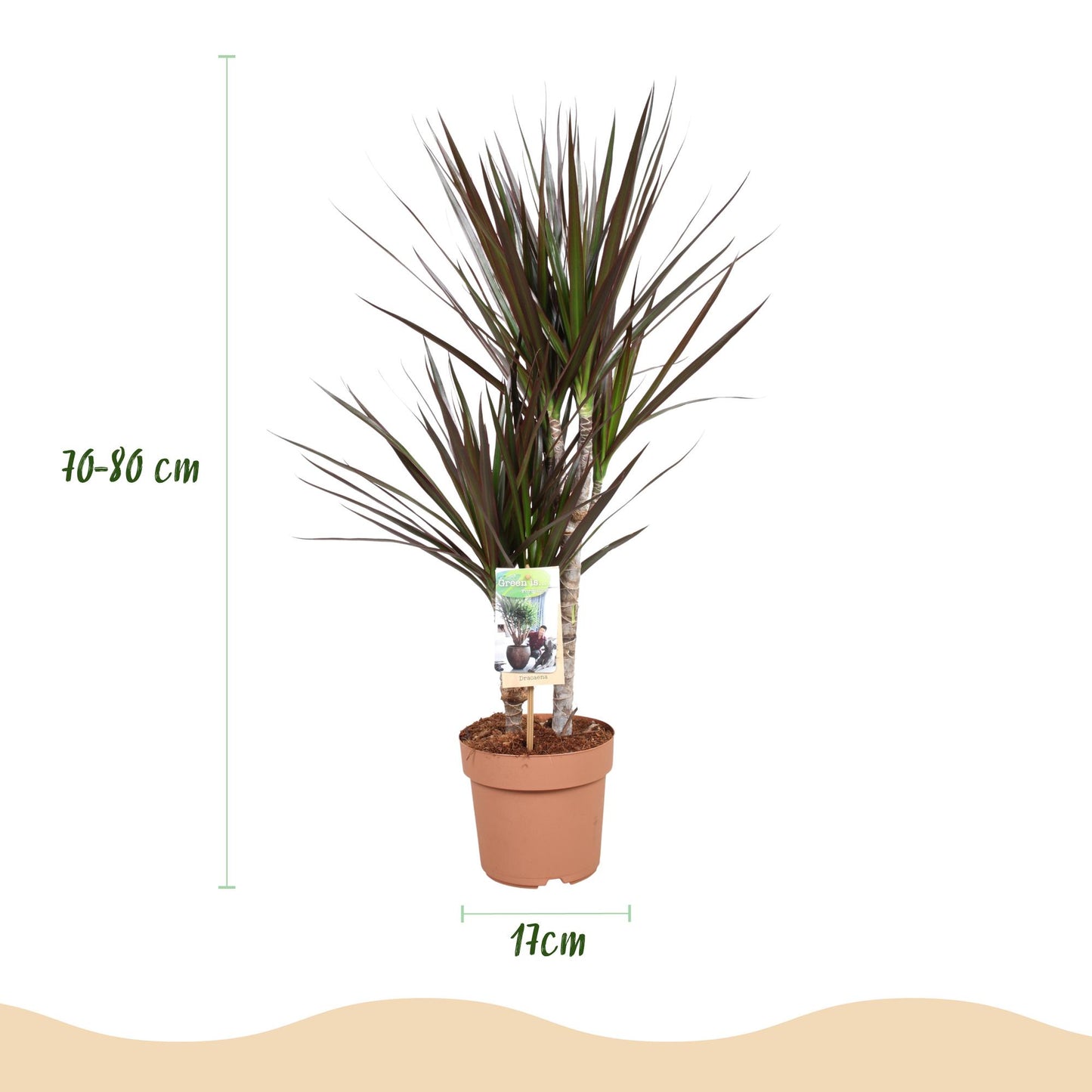 Green BoutiQ - Green is... Kamerplanten - Dracaena Magenta - Drakenbloedboom - Weinig onderhoud - Groen - 2 Planten - Pot 17cm - Hoogte 70-80cm