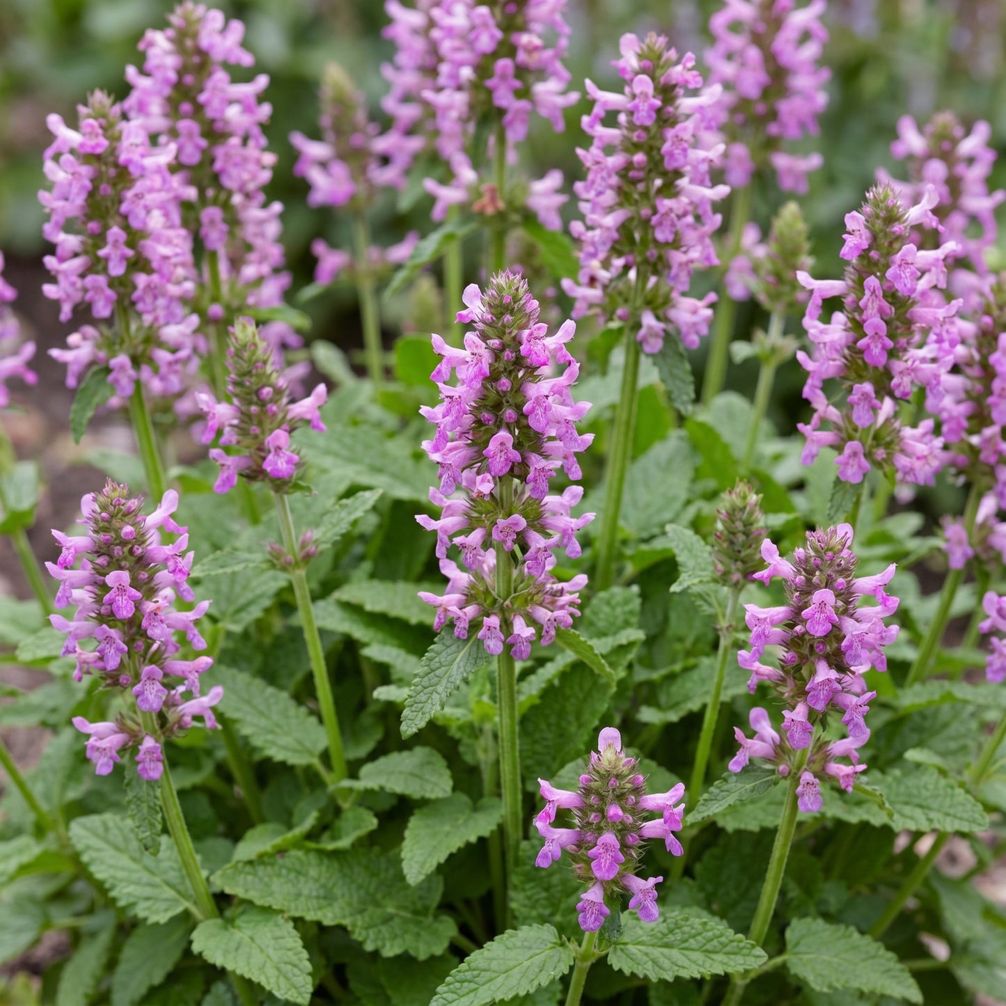 Perennial - Stachys off. Ukkie - Lamb's Ear - Rockery Plants - Pink - 24 Plants - Pot 11cm - Height 15-25cm