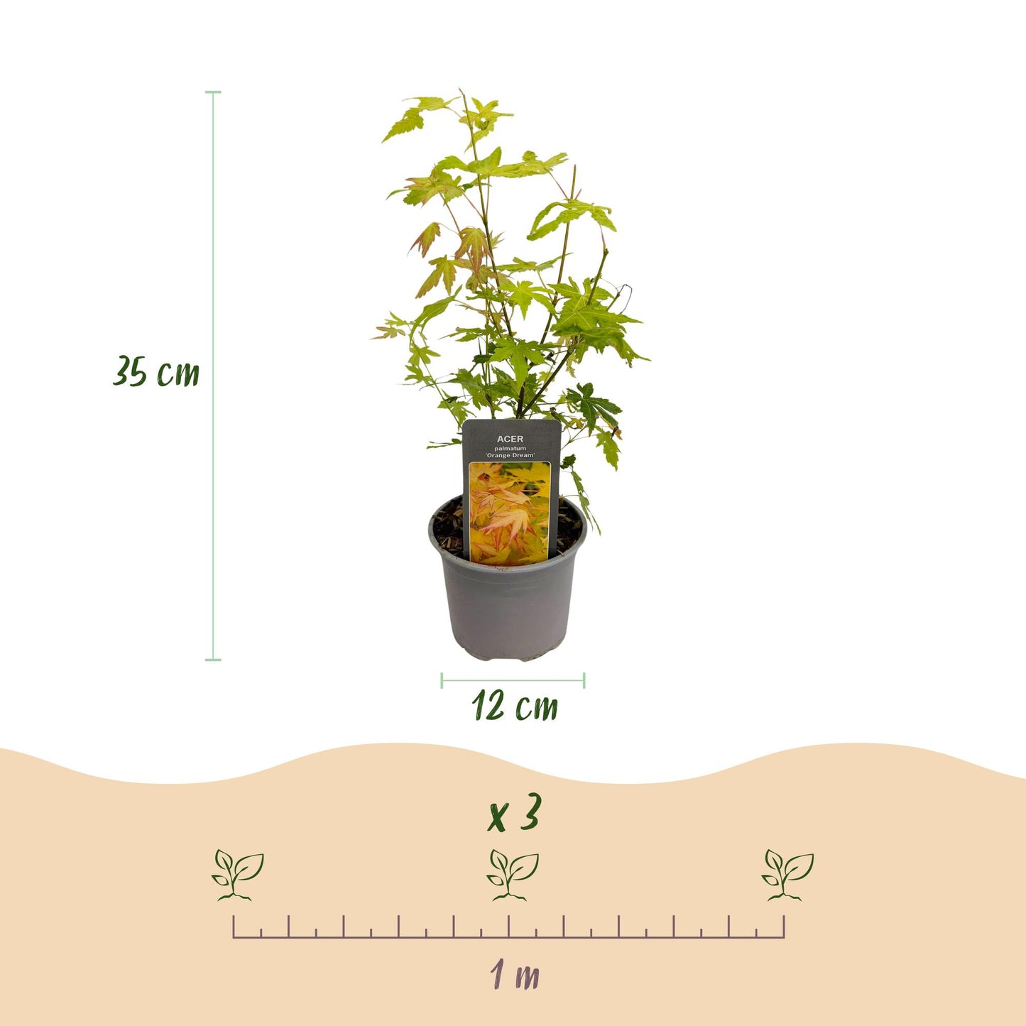 Green boutiQ - Garden Plant - Acer palmatum Orange Dream - Orange - 3 Plants - Deciduous - Low Maintenance - Pot 12cm Height 35cm