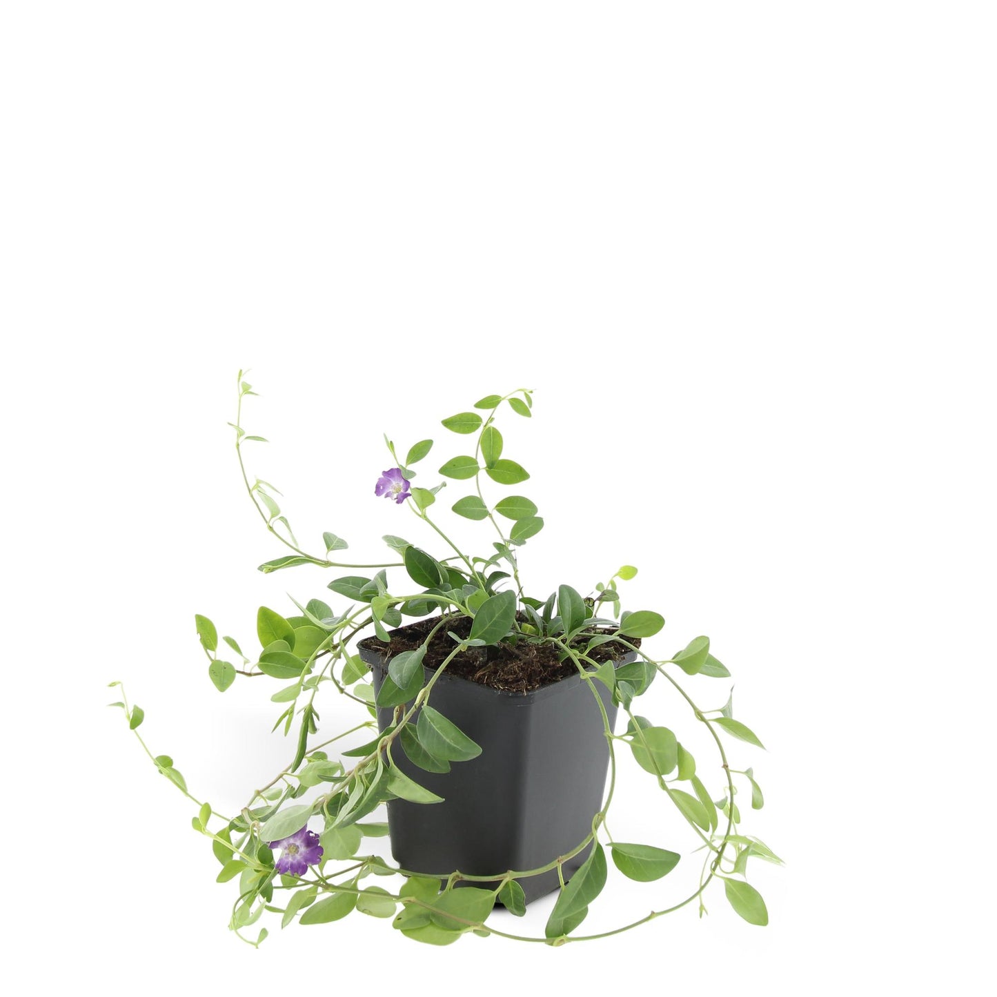 48x Vinca minor 'Atropurpurea', - ↕10-25cm - Ø9cm