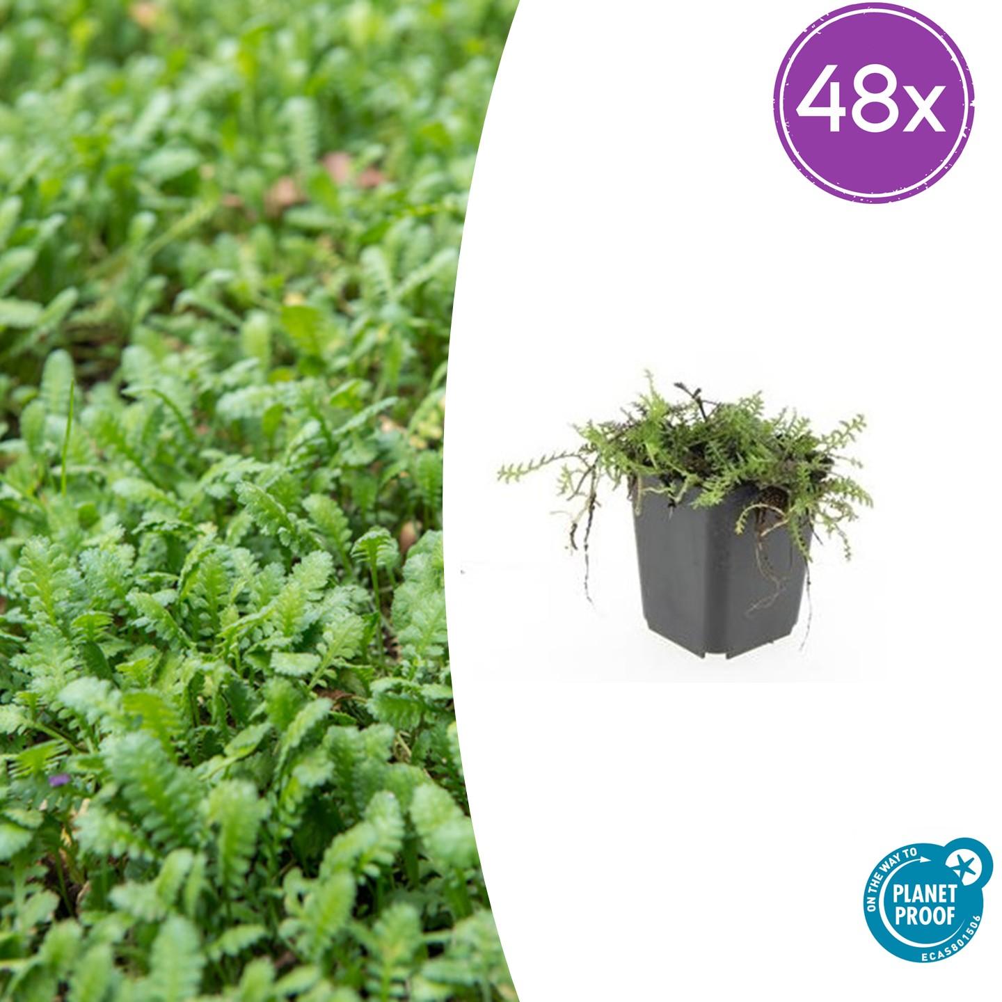 48x Leptinella squalida - ↕10-25cm - Ø9cm