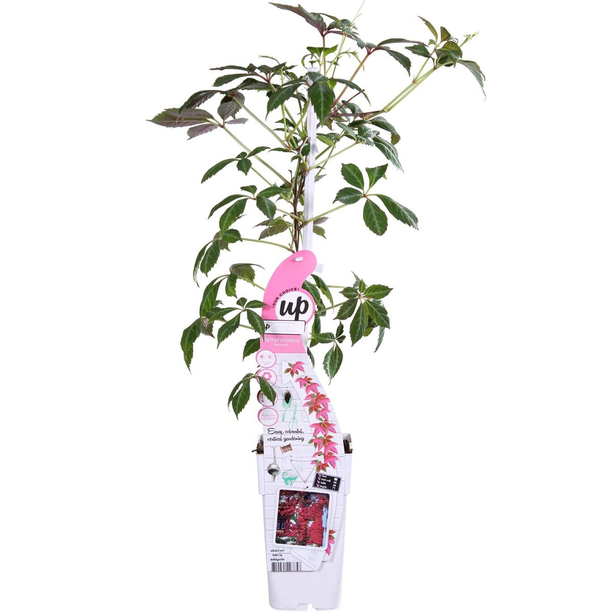 Parthenocissus henryana - Vite americana cinese - Ø15cm - ↕65cm