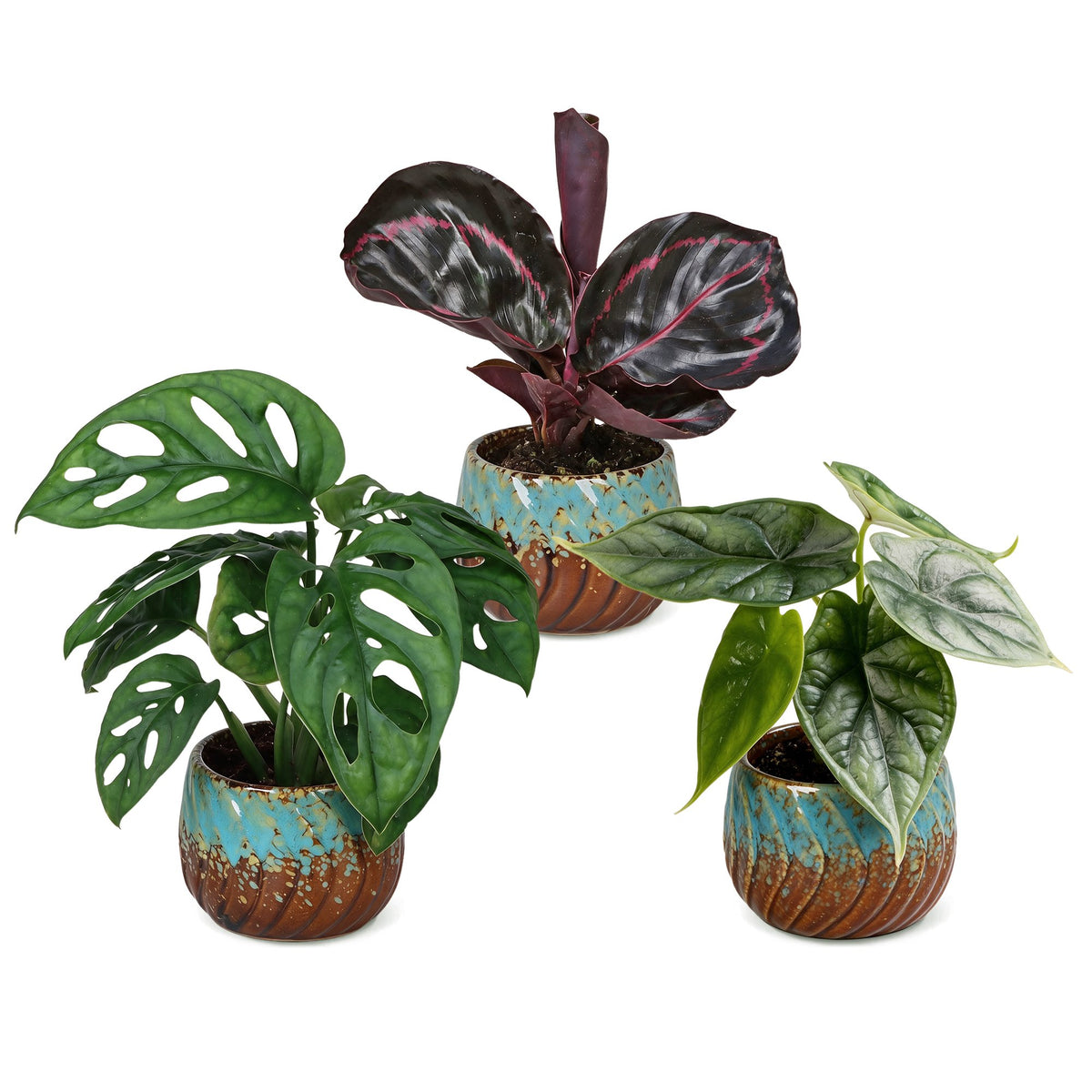 3x Baby Jungle Mix - Assorted - Tropical - incl. Copper Reef - Ø6cm - ↕10-15cm