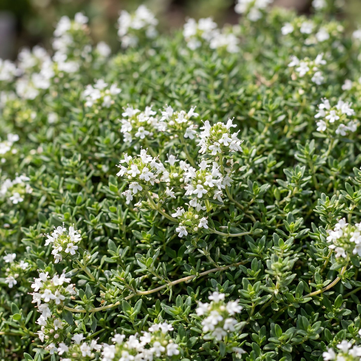 Vasteplant - Thymus praecox Albiflorus - Witte kruiptijm - Geurend - Wit - 24 Planten - Pot 11cm - Hoogte 15-25cm