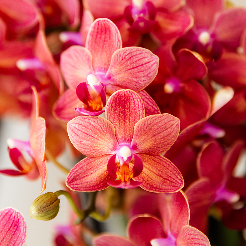 Kolibri Orchids | Gift set Aura | Roze Phalaenopsis orchidee Congo met groene plant in Aura sierpotten op bamboe dienblad