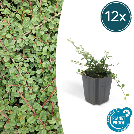 12x Cotoneaster pr. 'Queen of Carpets' - ↕10-25cm - Ø9cm