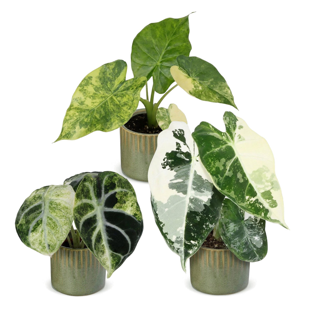 3x Baby Alocasia Tricolour Variegata - Green - Black - Variegated - Tropical - incl. Linnea Olive - Ø6cm - ↕5-15cm