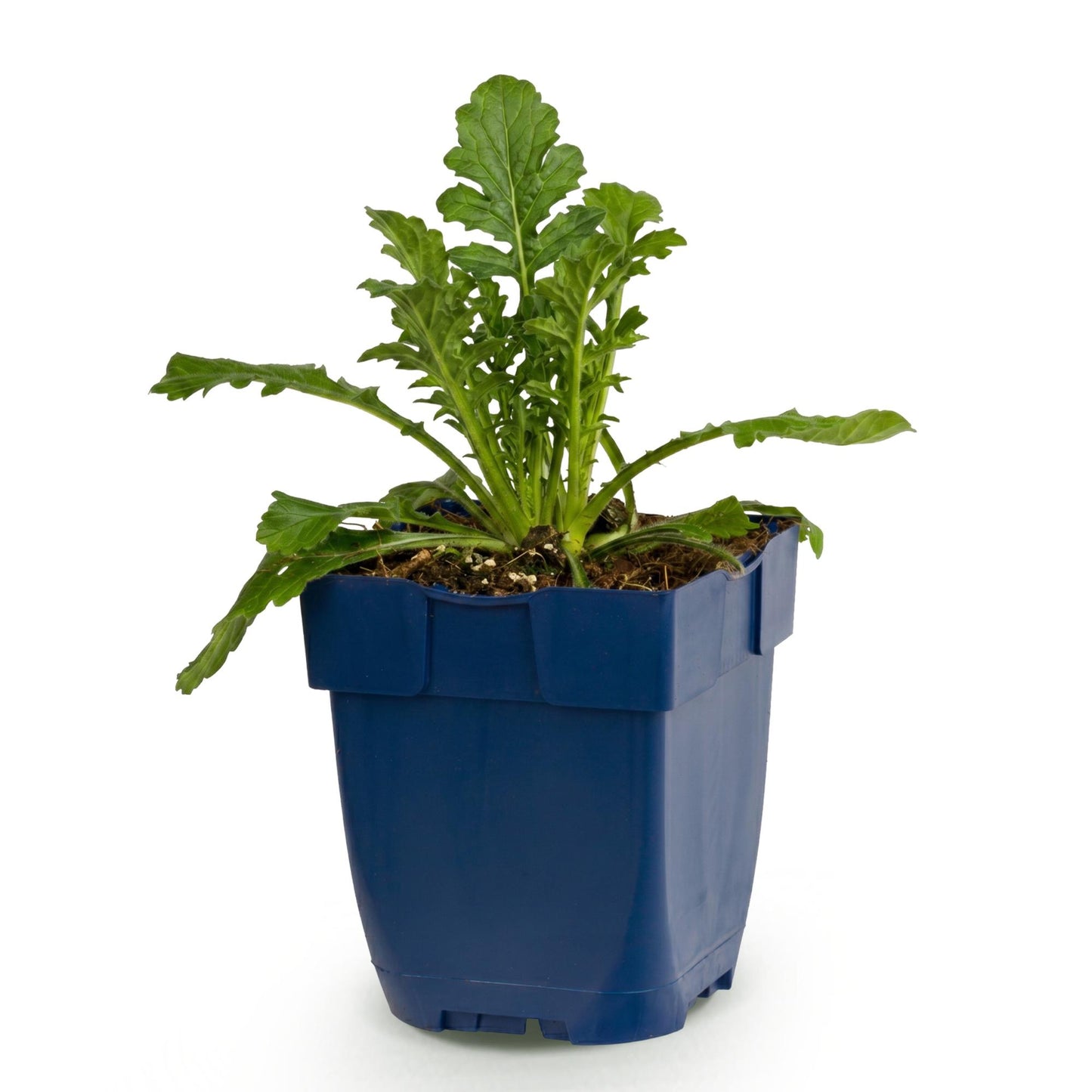 Vasteplant - Scabiosa col. Butterfly Blue - Duifkruid - Bijen en Vlinderlokkers - Paars - 1 Plant - Pot 11cm - Hoogte 15-25cm