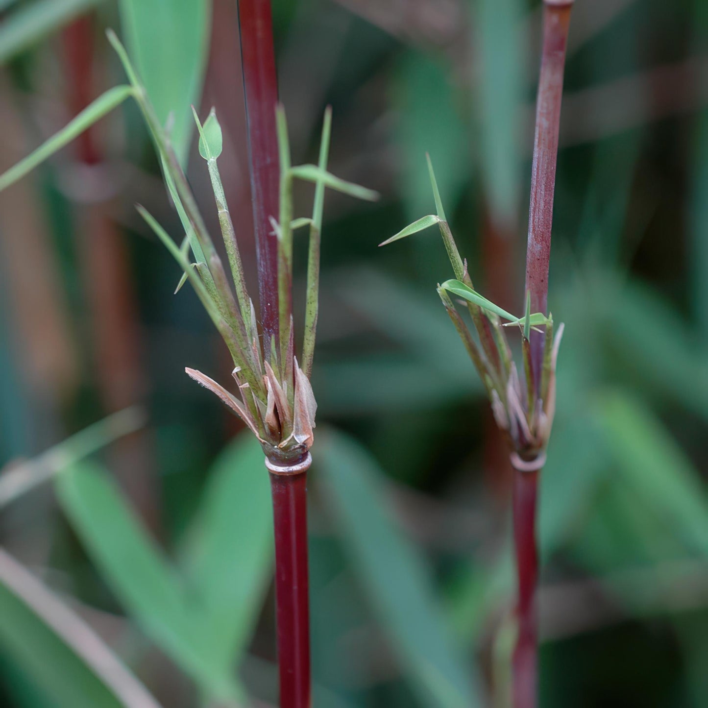 Green boutiQ - Bamboo - Fargesia Red Dragon - Evergreen - Non-invasive - Green - 18 Plants - 14cm Pot - 35cm Height