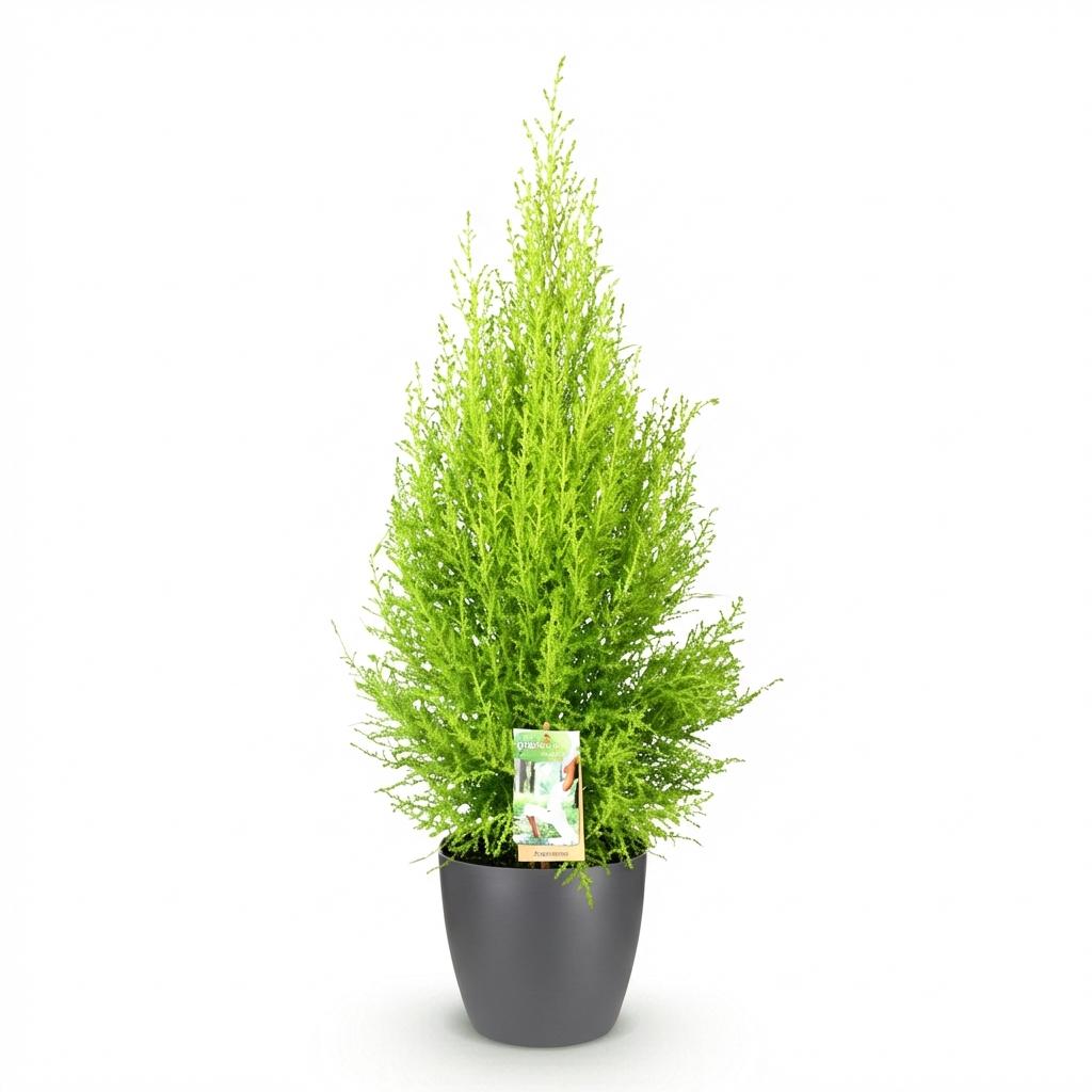 Green boutiQ - Houseplants - Cupressus Gold Crest Wilma - House conifer - Low maintenance - Green - 1 Plant - with Potter Grey - Pot 21cm - Height 85-95cm