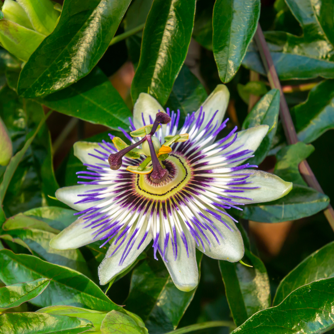 6x Passiflora caerulea (Passiebloem) – P9 pot – exotische bloeiende klimplant