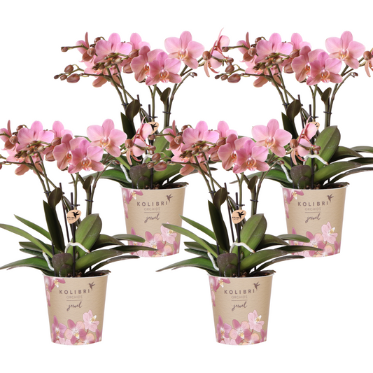 Orchidee colibrì | OFFERTA COMBI di 4 orchidee Phalaenopsis - Treviso - misura vaso Ø12cm | pianta d'appartamento in fiore - fresca dal coltivatore