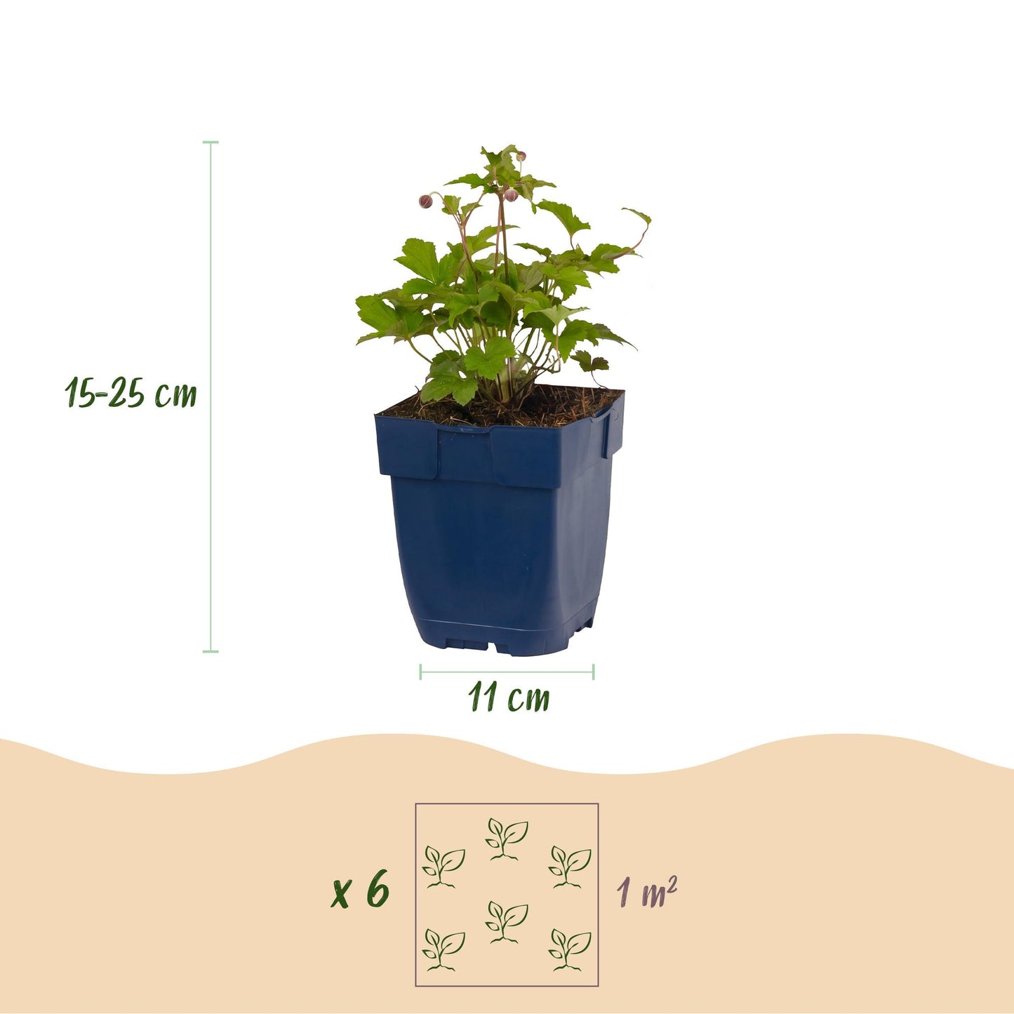 Vasteplant - Anemone hup. Splendens - Herfst Anemoon - Schaduw - Donker Roze - 24 Planten - Pot 11cm - Hoogte 15-25cm