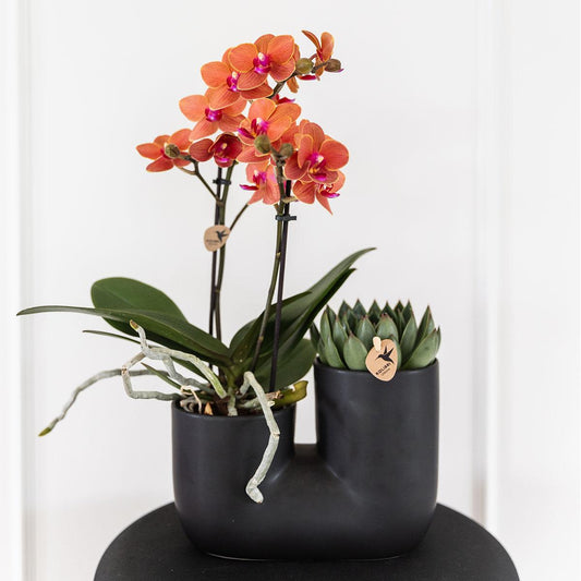 Orchidee colibrì | Set di orchidea arancione Bolzano e succulenta in vaso decorativo Tube nero - dimensioni vaso Ø9cm | pianta d'appartamento in fiore - fresca dal coltivatore