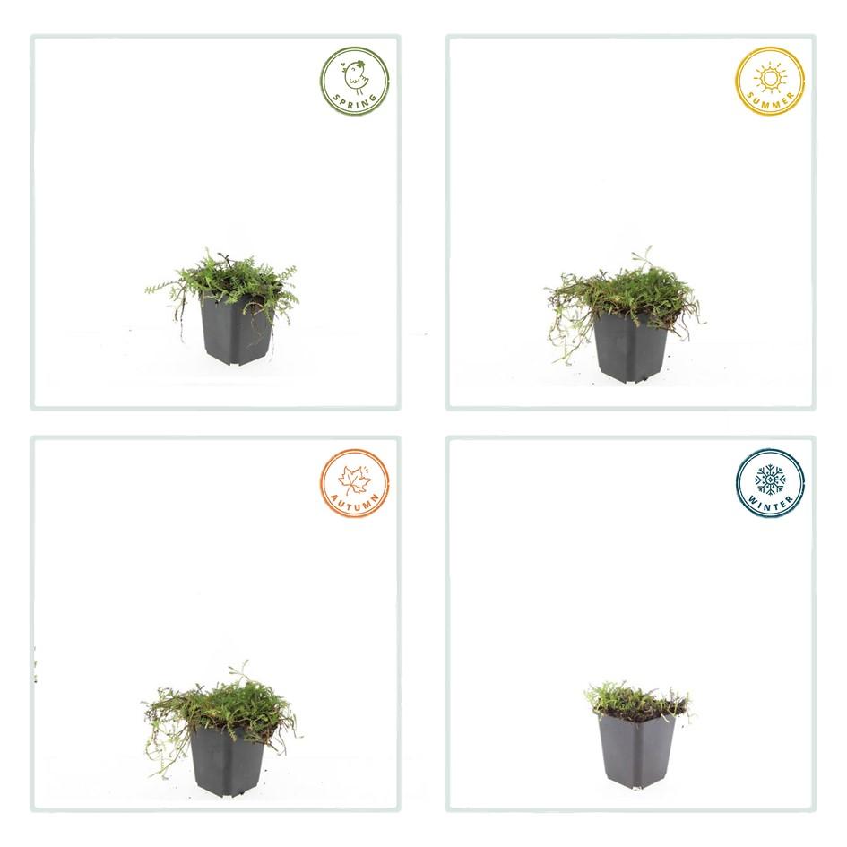 6x Leptinella squalida - ↕10-25cm - Ø9cm