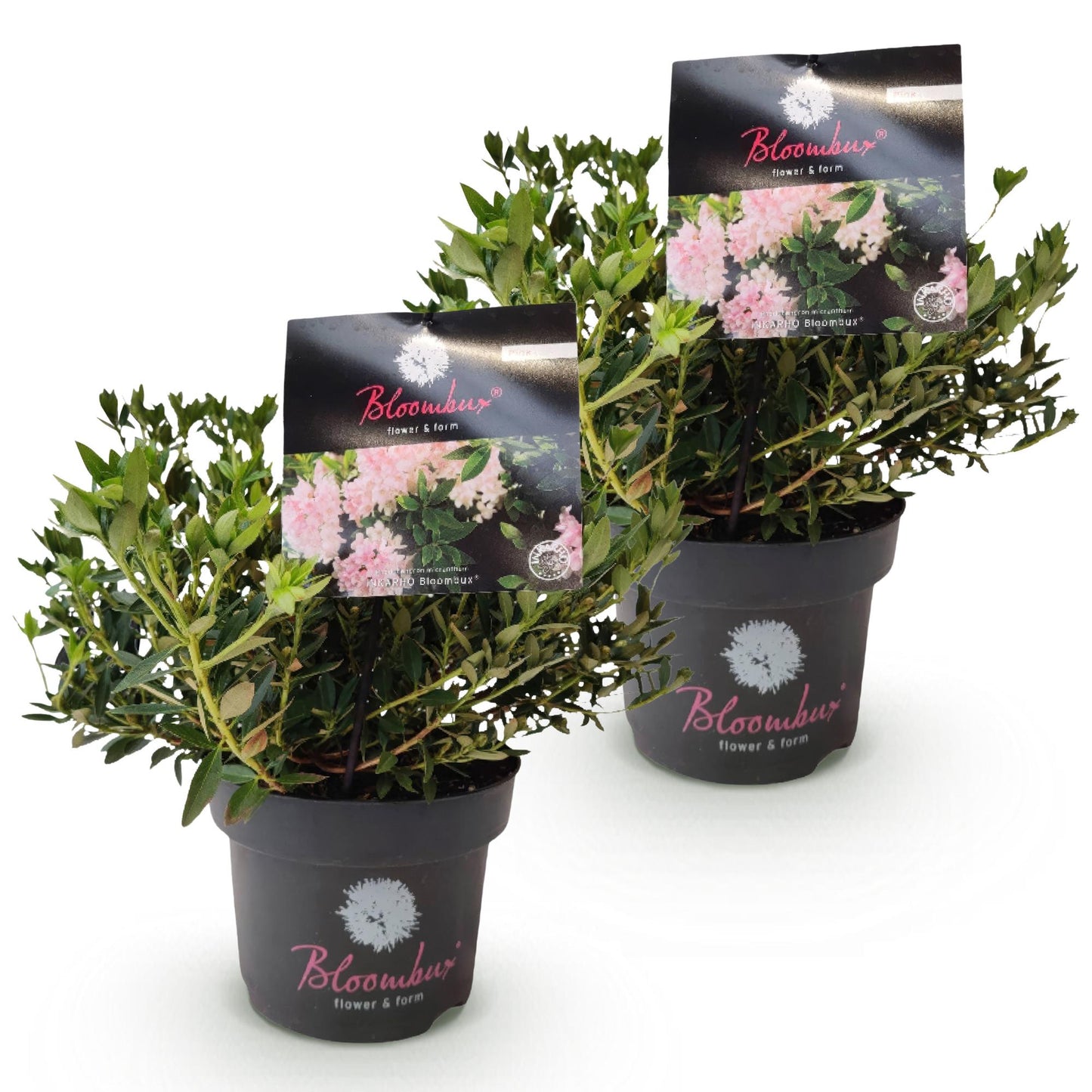 Green boutiQ - Dwarf Rhododendron - Rhododendron Bloombux Light Pink - Flowering Boxwood - Low Maintenance - Light Pink Flower - 2 Plants - 17cm Pot - 30-40cm Height