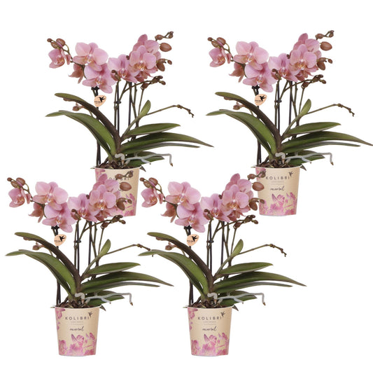 Kolibri Orchids | OFFERTA COMBINATA di 4 orchidee Phalaenopsis - Treviso - vaso Ø9cm | pianta da appartamento fiorita - fresca dal coltivatore