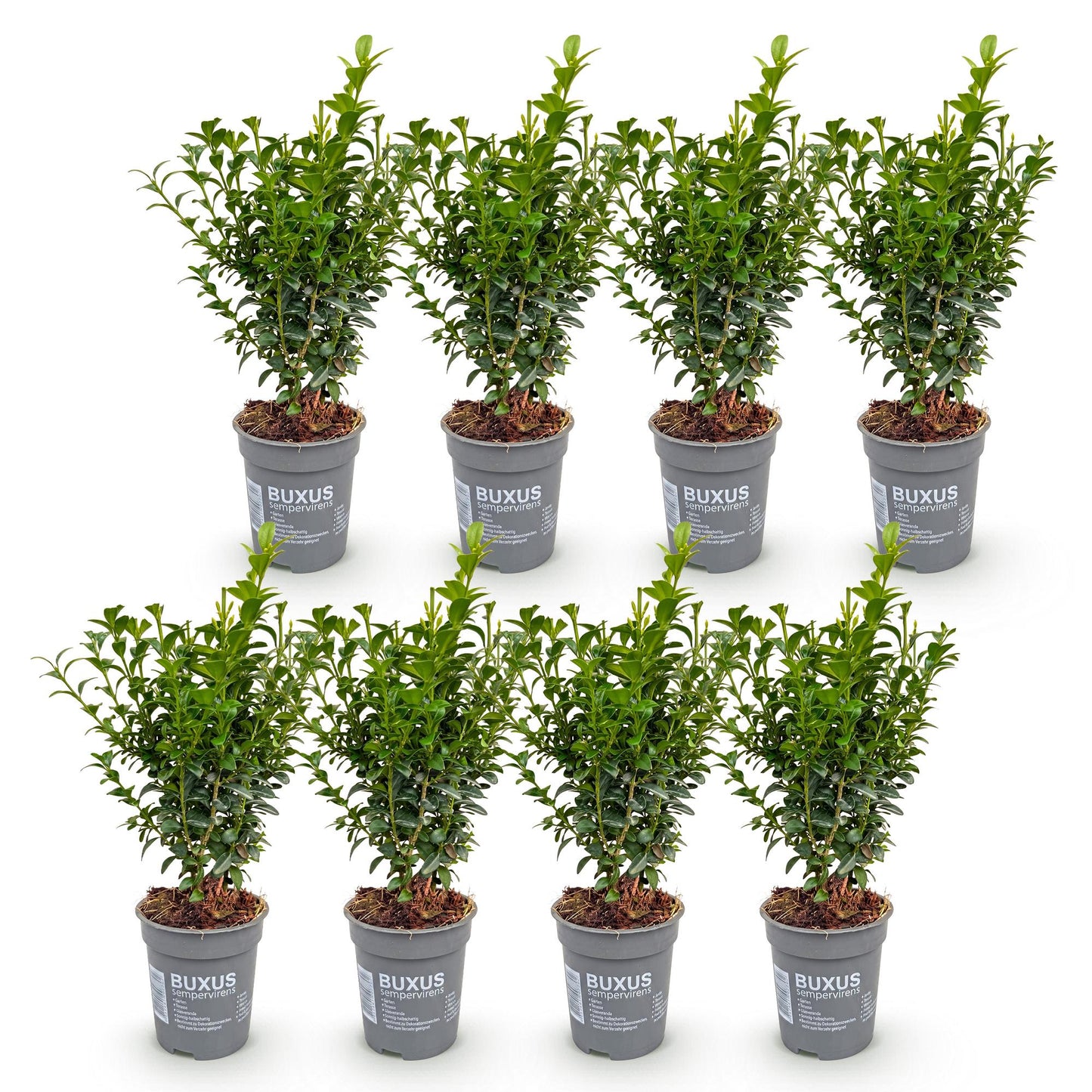 Green boutiQ - 8x Common Boxwood - Palm Tree - Hedge Plants - Evergreen - Green - Pot 9cm - Height 20-25cm