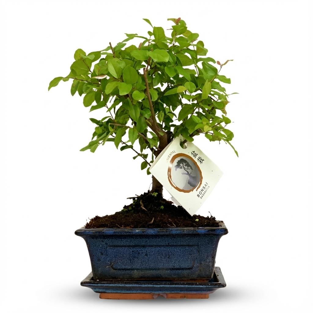 Bonsai Ball Shape Tree - Height: 25-30 cm (ceramic mix)