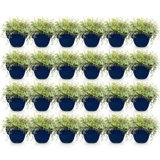Vasteplant - Thymus citr. Sambesi - Citroentijm - Geurend - Geel - 24 Planten - Pot 11cm - Hoogte 15-25cm