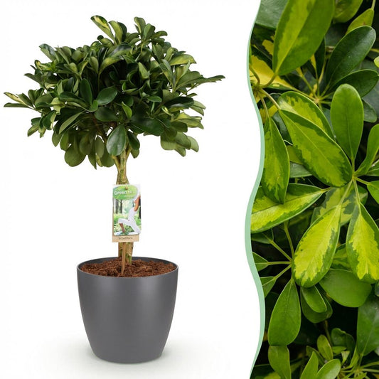 Green boutiQ - House Plants - Schefflera Gold Capelle - Finger Tree - Low Maintenance - Green - Gold - 1 Plant - with Potter Grey - Pot 21cm - Height 70-81cm