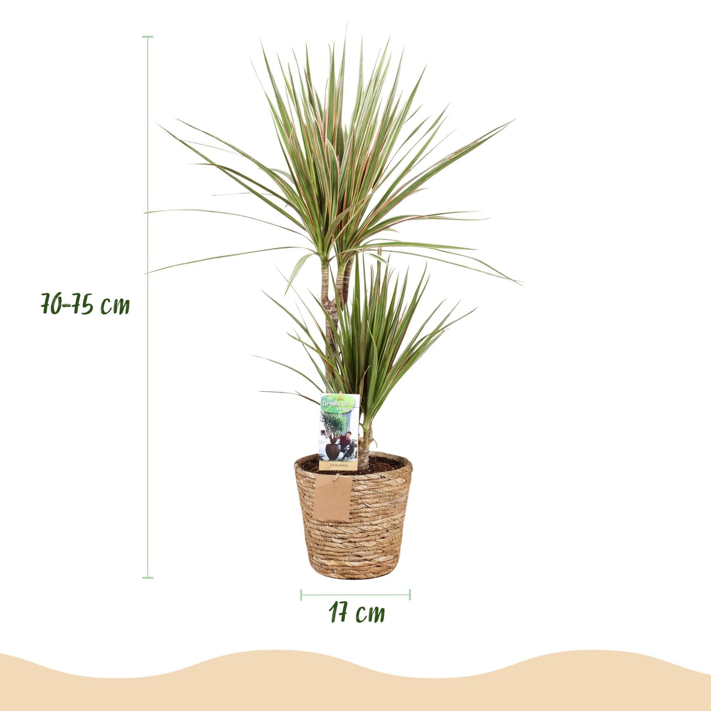 Green boutiQ - Houseplants - Dracaena Sunray - Dragon Blood Tree - Low maintenance - with basket - Green - yellow - 2 Plants - Pot 17cm - Height 70-75cm