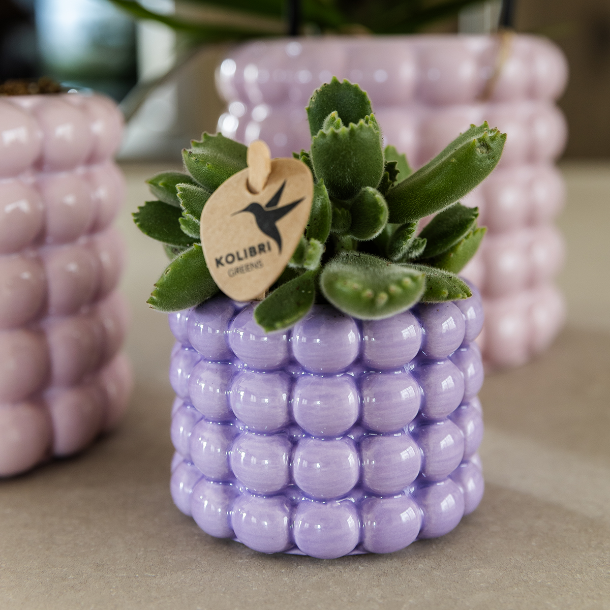 Kolibri Company | Plant Set Poppy Mix | Purple, white, peach & pink with green plants Ø6cm