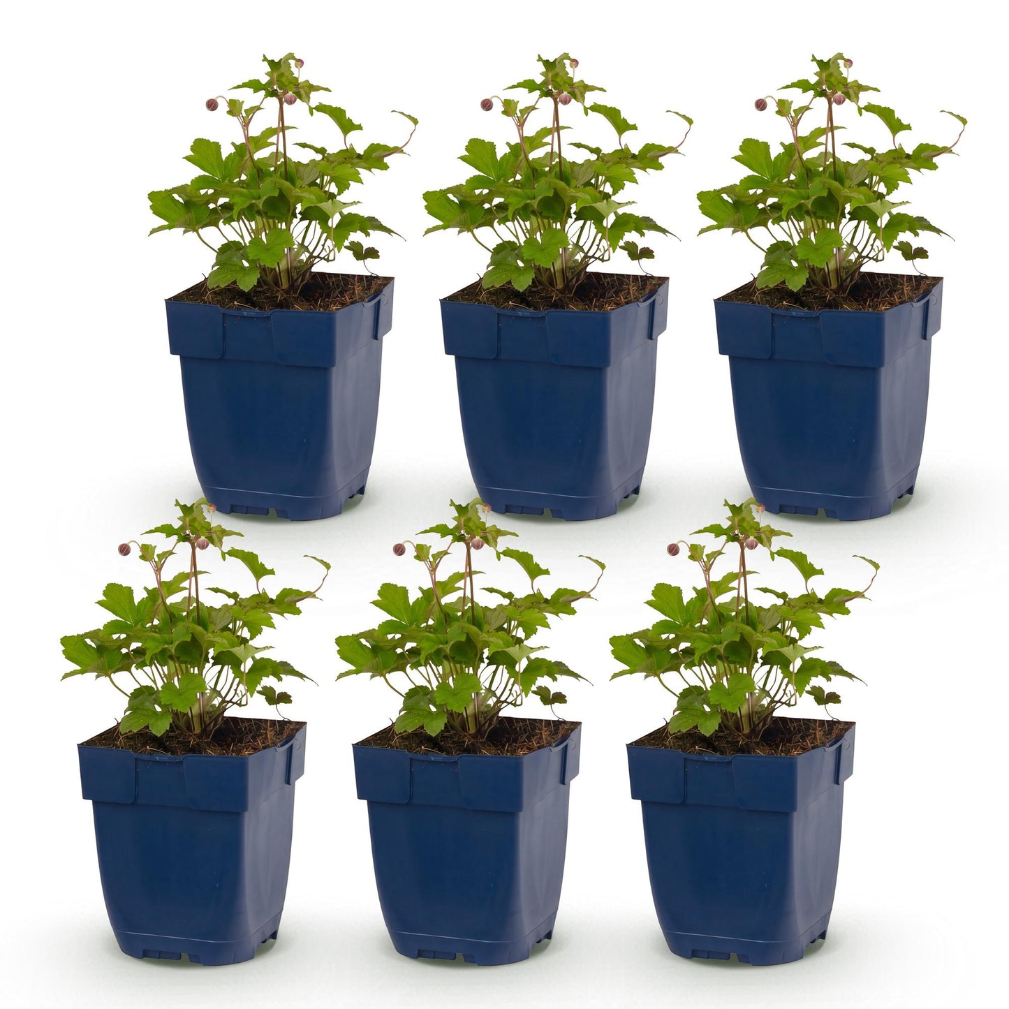 Vasteplant - Anemone Tricolour - Herfst Anemone - Schaduw - Donker Roze - Roze - Wit - 6 Planten - Pot 11cm - Hoogte 15-25cm