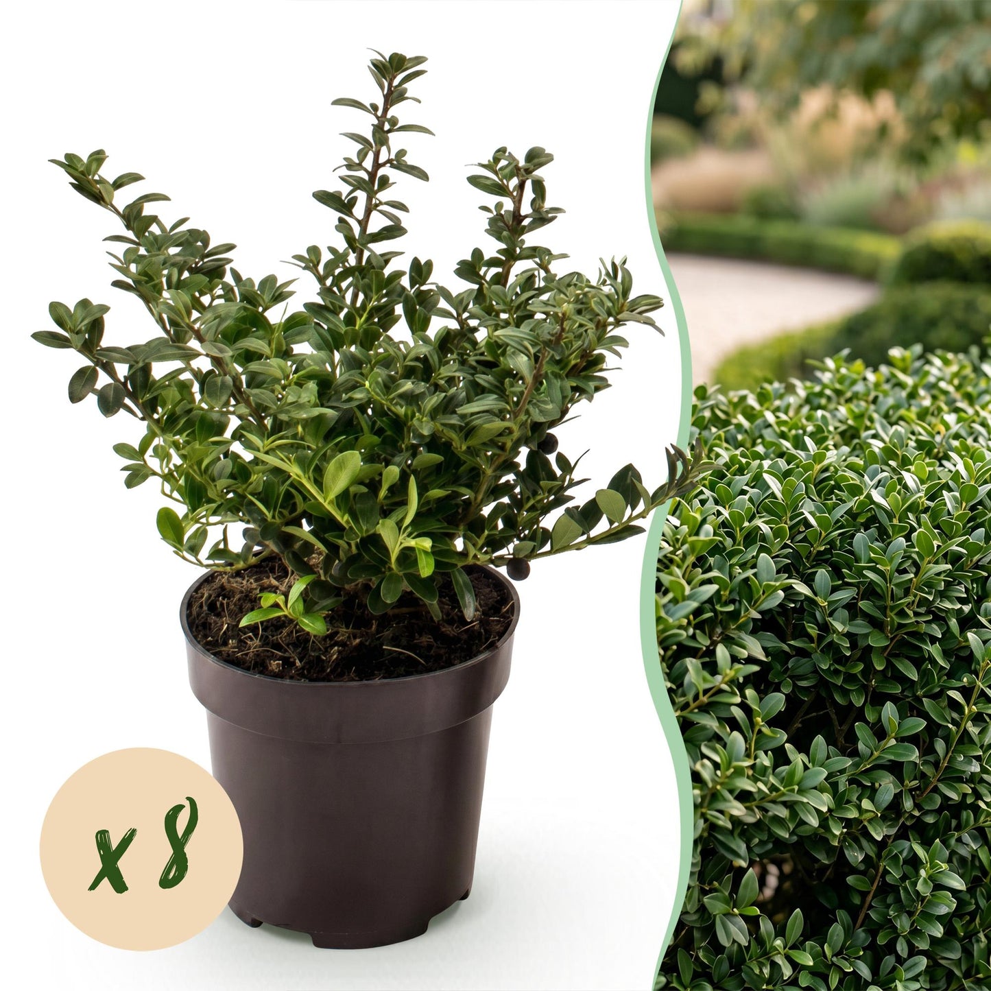 Green boutiQ - 8x Ilex crenata Stokes - Japanese Holly - Hedge Plants - Evergreen - Green - Pot 9cm - Height 20-30cm
