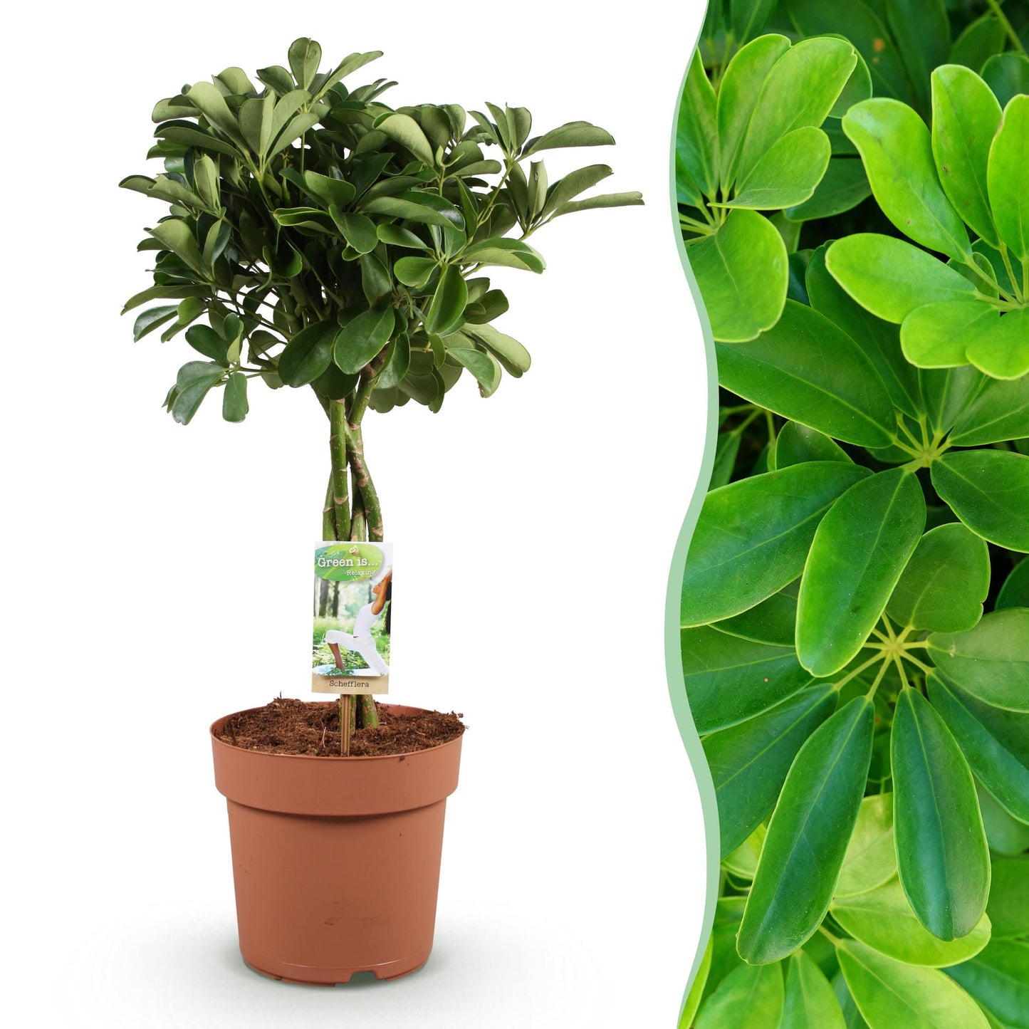 Green is... Indoor plants - Schefflera Nora - Umbrella Tree - Low maintenance - Green - 1 Plant - Pot 21cm - Height 70-82cm