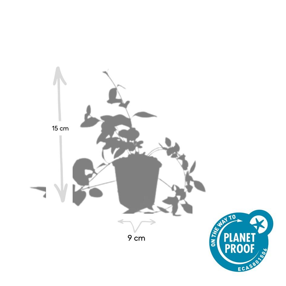 60x Vinca major 'Alba' - ↕10-25cm - Ø9cm