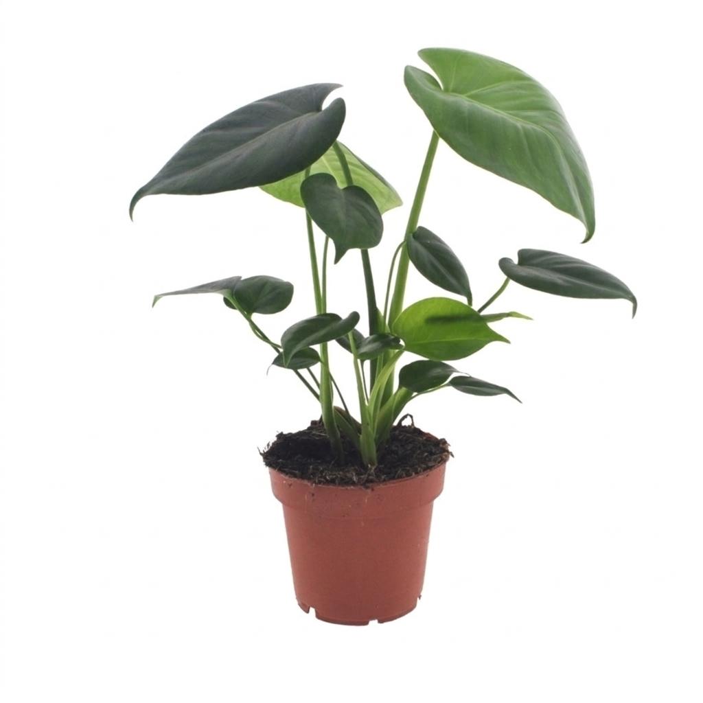 Monstera Deliciosa - Swiss Cheese Plant - 1 Plant - Pot 12cm - Height - 30cm