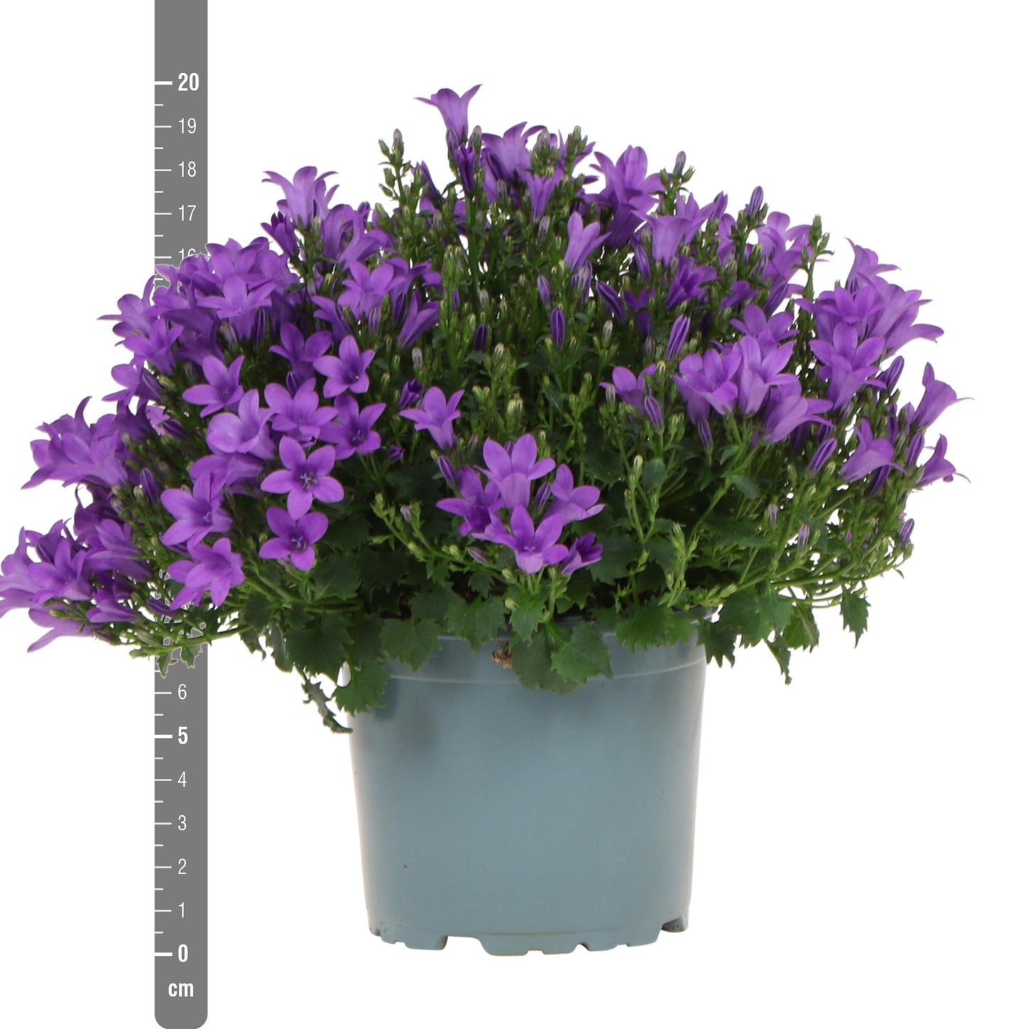 Campanula Addenda - Campanula viola vaso 12cm - pianta perenne - resistente al freddo - Viola