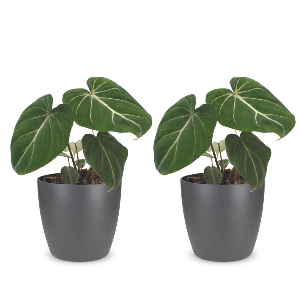 Philodendron Gloriosum - Glory Philodendron - 2 Plants - with Grey Pots - Pot 12cm - Height - 25cm