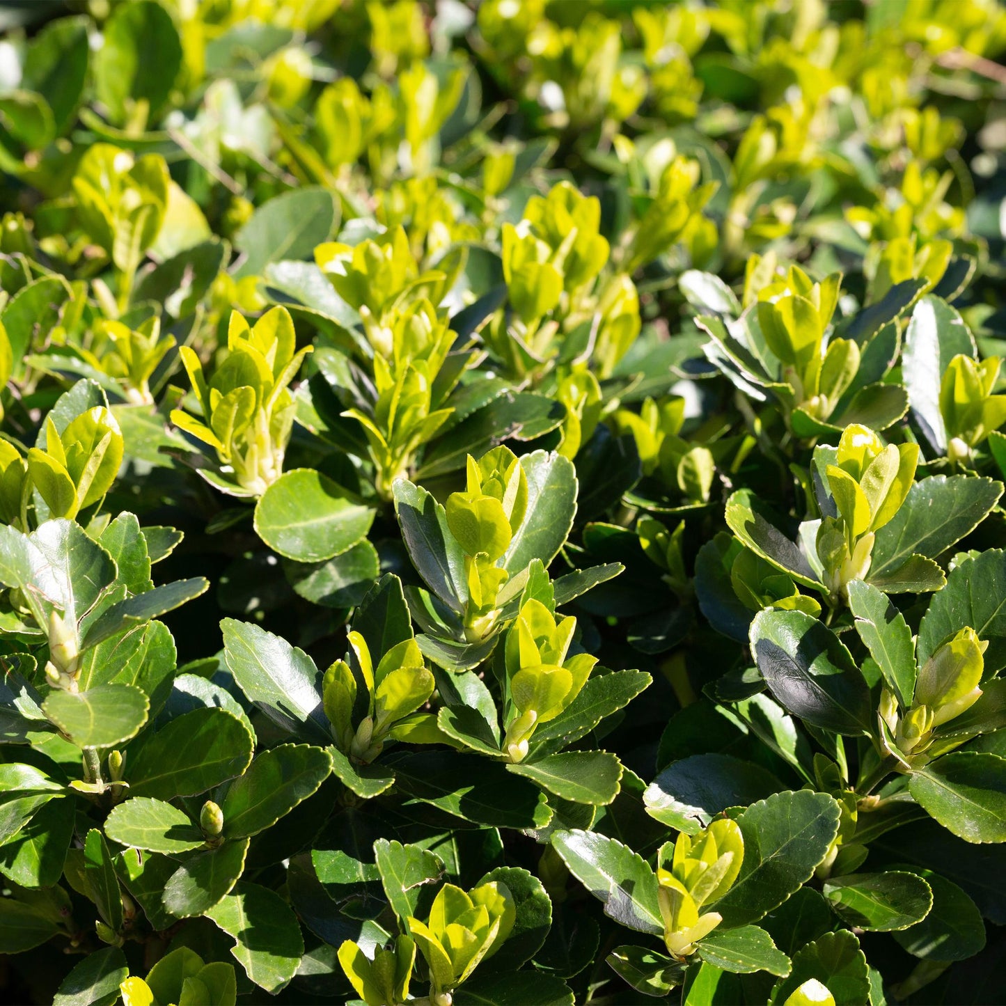 Green boutiQ - 8x Euonymus japonica Green Spire - Spindle Tree - Hedge Plants - Evergreen - Green - Pot 9cm - Height 20-25cm