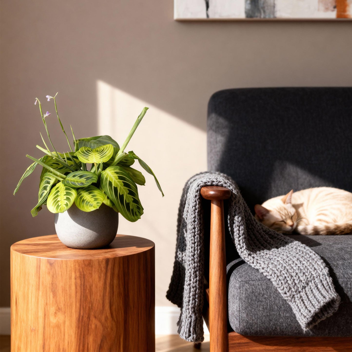 Green boutiQ - Houseplant - Maranta Fascinator Lemon Lime - Prayer Plant - Pet-Friendly - Green - 4 Plants - 12cm Pot - Height 30-35cm