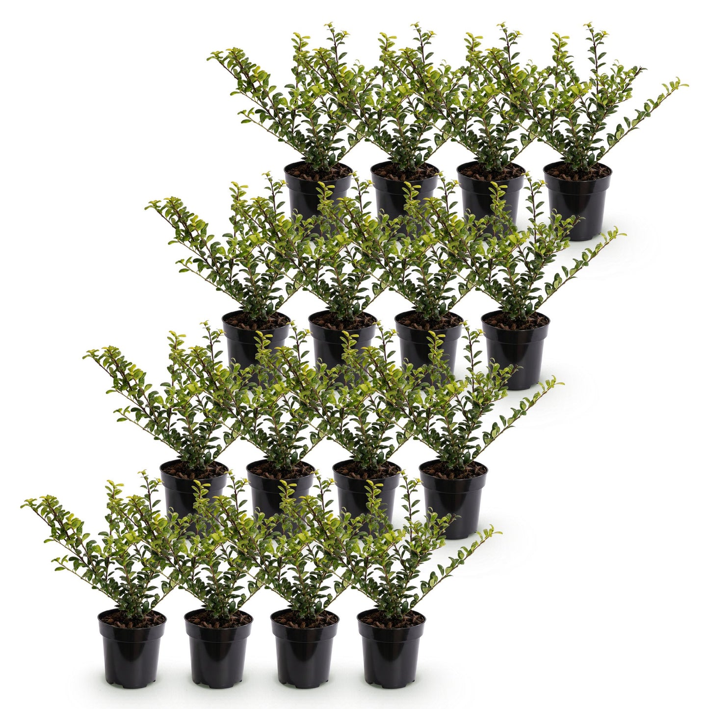 16x Ilex crenata 'Convexa' - Japanese Holly - Hedging Plants - Evergreen - Green - 9cm Pot - Height 20-30cm
