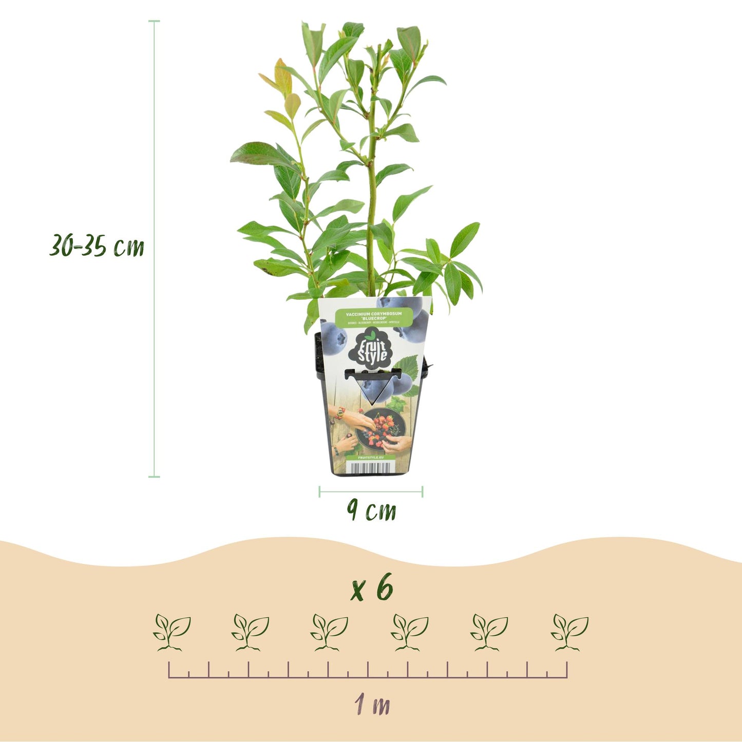 Fruit Plants - Blueberry - Vaccinium corymbosum Bluegold - Hardy - 6 Plants - Pot 9 cm - Blueberry