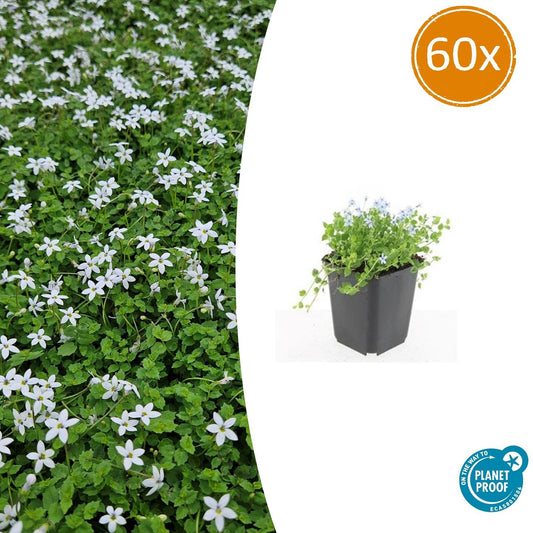 60x Isotoma fluviatilis 'Alba' - ↕10-25cm - Ø9cm