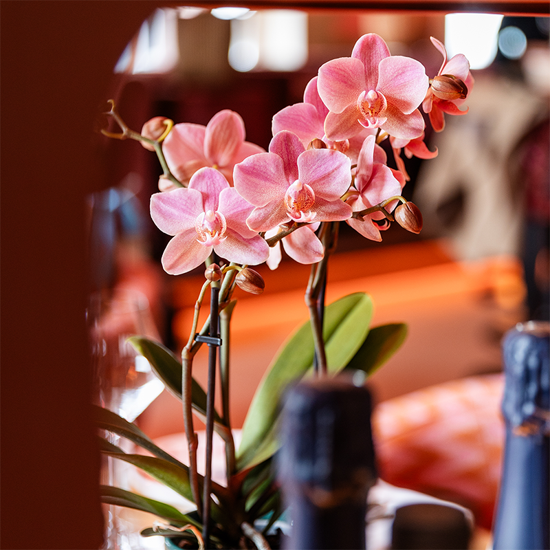 Kolibri Orchids | COMBI DEAL of 4 Phalaenopsis orchids - Treviso - pot size Ø9cm | flowering houseplant - fresh from the grower