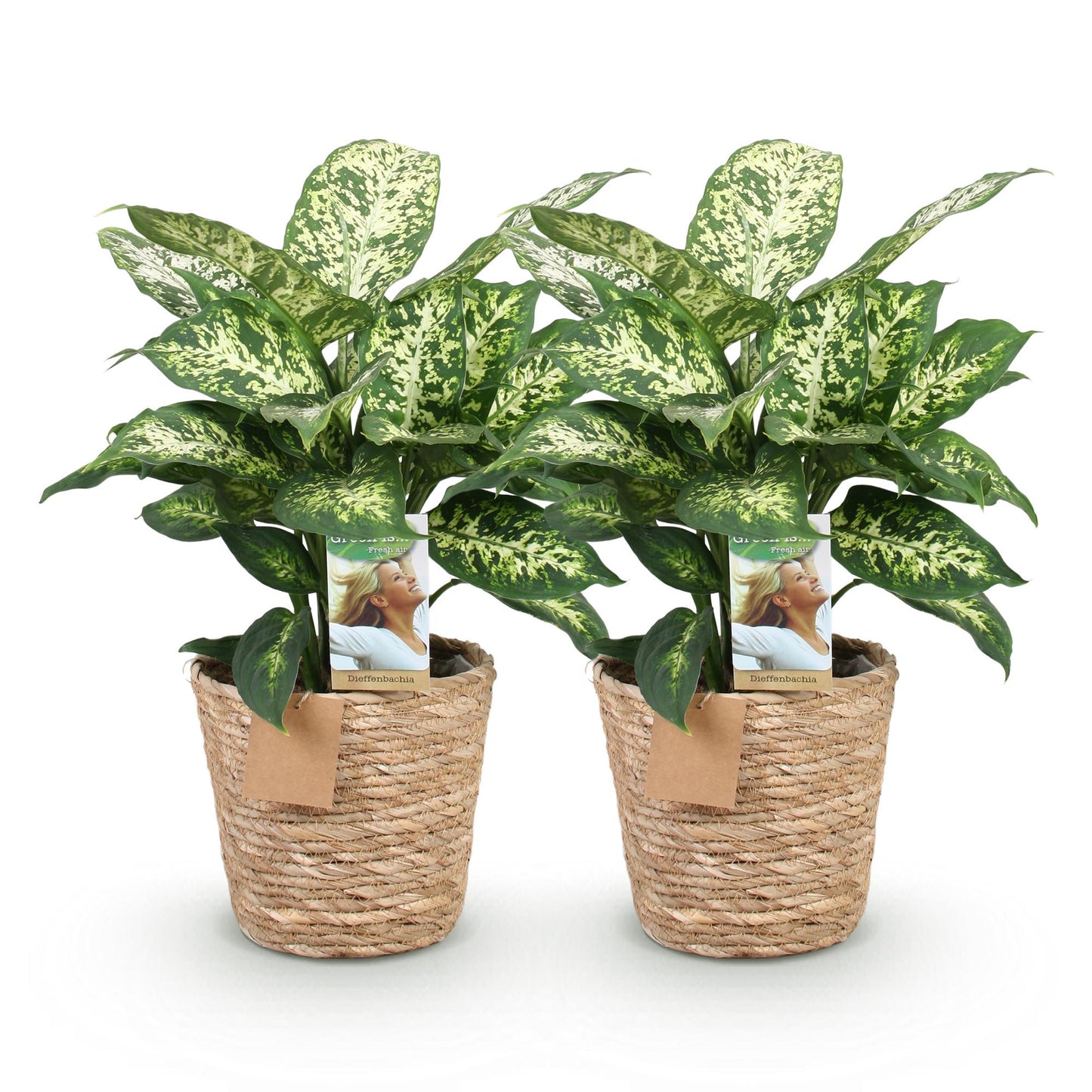 Green BoutiQ - Green is... Kamerplanten - Diefenbachia Compacta - Dieffenbachia - Weinig onderhoud - met mand - Groen - 2 Planten - Pot 17cm - Hoogte 45-50cm