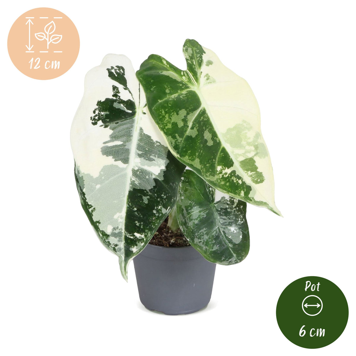 Alocasia Frydek Variegata - Alocasia Frydek Variegata - Green - Variegated - Tropical - Ø6cm - ↕12cm