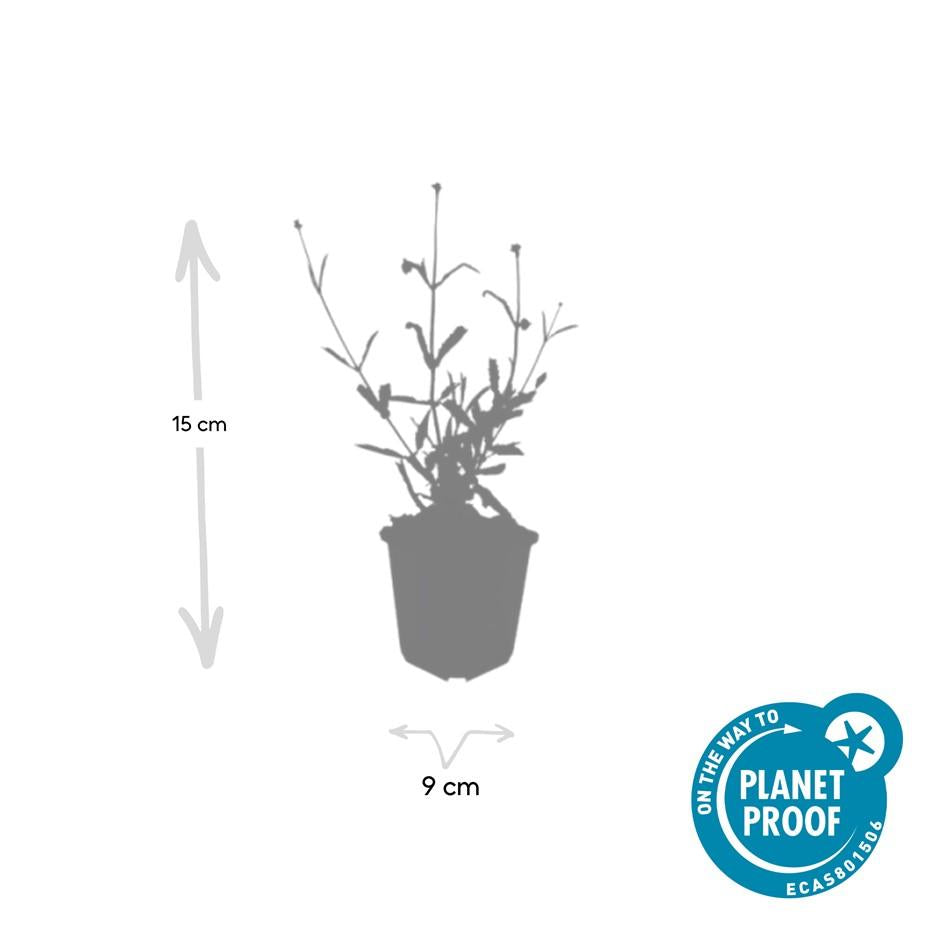 6x Verbena voucher. 'Lollipop' - ↕10-25cm - Ø9cm