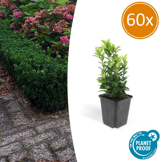 60x Euonymus giapponese. Guglia verde - ↕10-25cm - Ø9cm