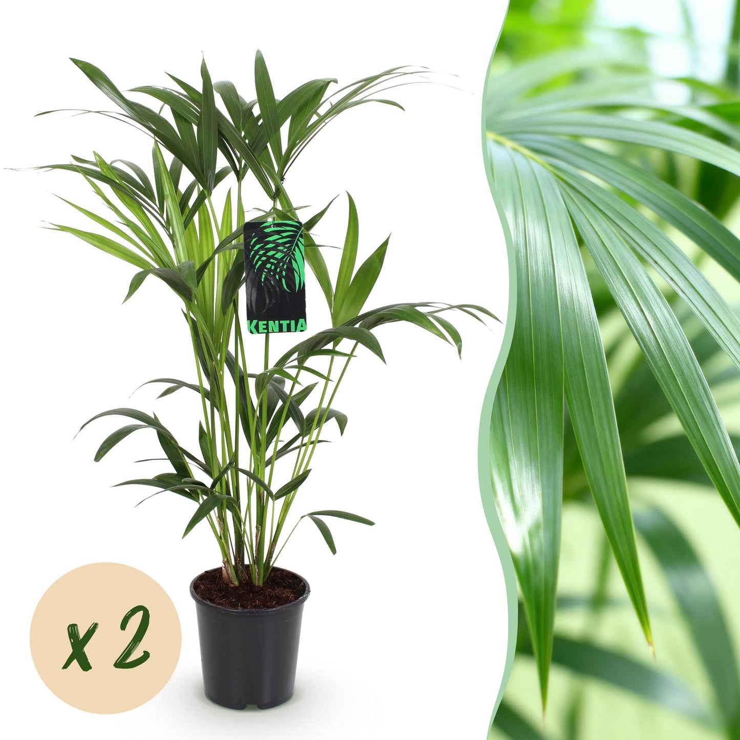 Green boutiQ - Houseplant - Howea Forsteriana - Kentia Palm - Low Maintenance - Green - 2 plants - Pot 19cm - Height 80-85cm