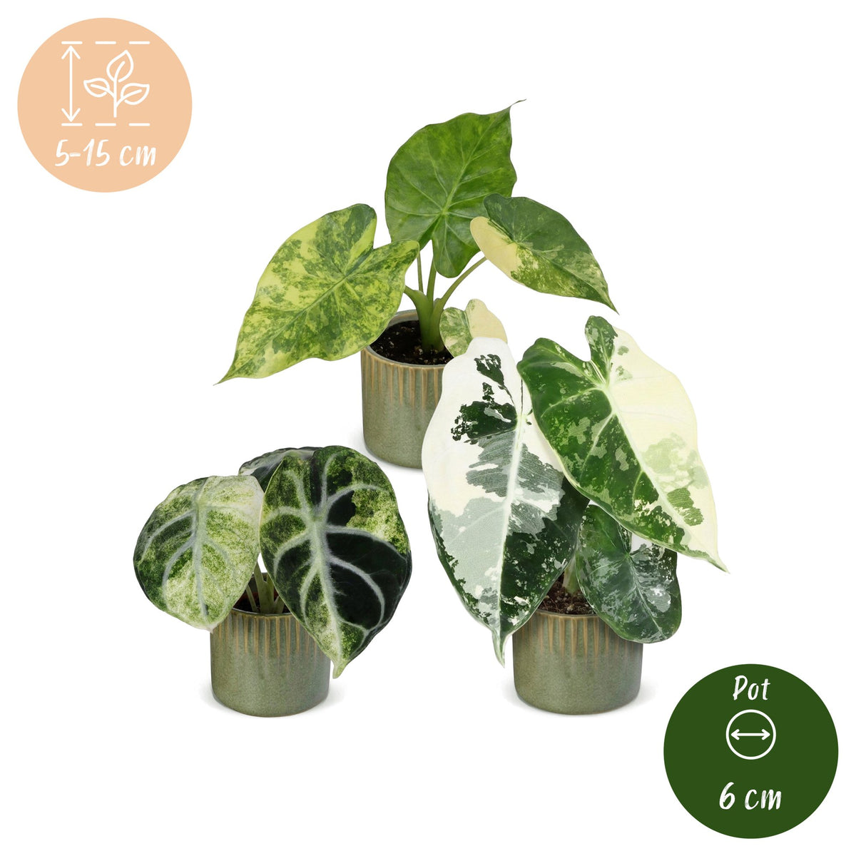 3x Baby Alocasia Tricolour Variegata - Green - Black - Variegated - Tropical - incl. Linnea Olive - Ø6cm - ↕5-15cm