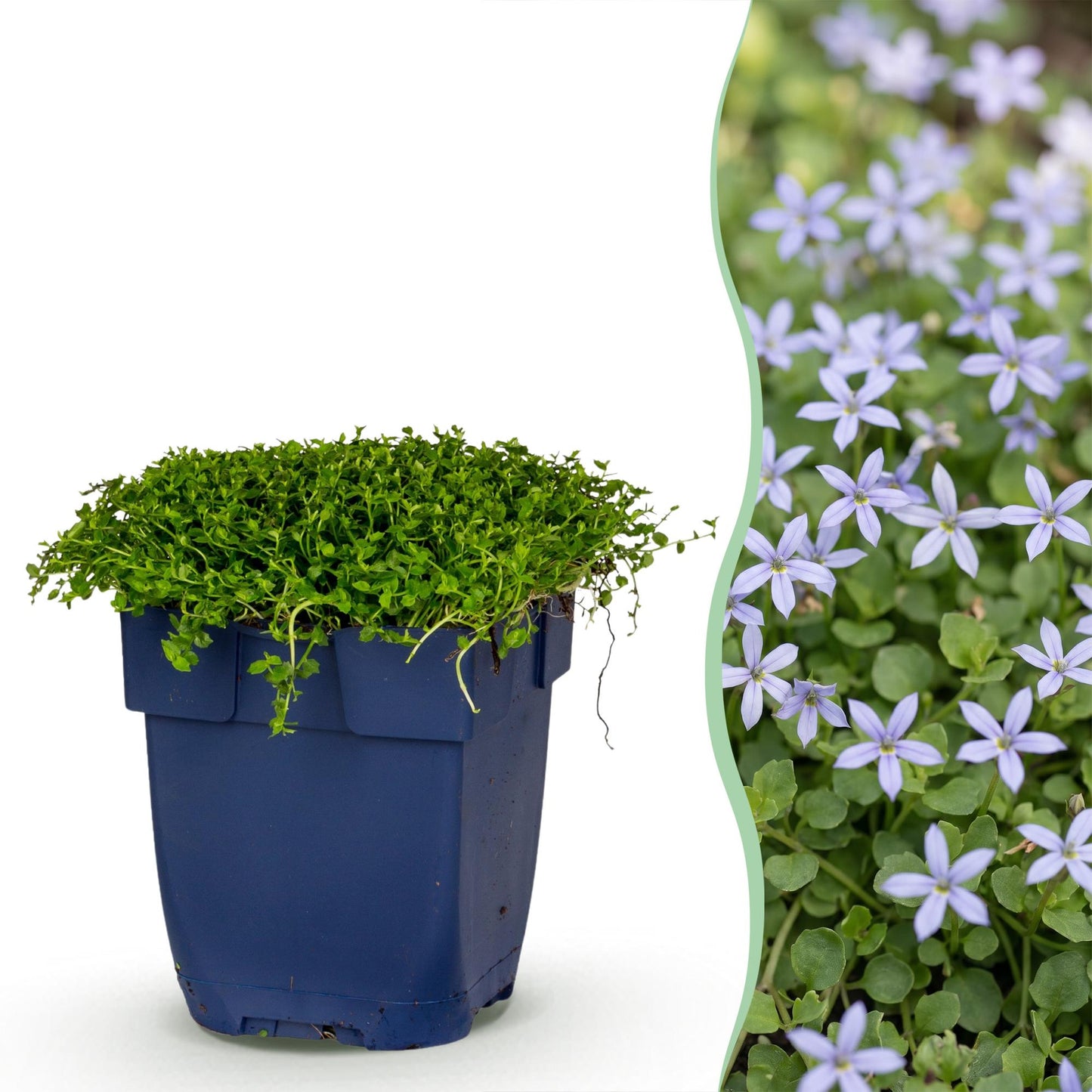 Perennial - Isotoma fluviatilis - Blue Star Creeper - Rockery Plants - Light Blue - 6 Plants - Pot 11cm - Height 15-25cm