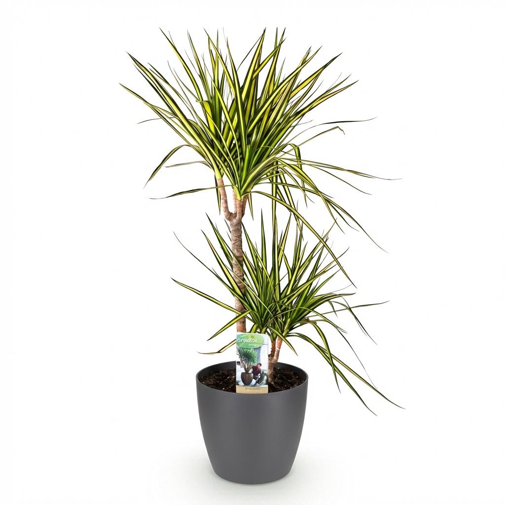 Green boutiQ - Houseplants - Dracaena Sunray - Dragon Blood Tree - Low maintenance - Green - yellow - 1 Plant - with Potter Grey - Pot 21cm - Height 90-100cm